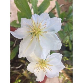 2 cây mai trắng giống ( bạch mai thái )