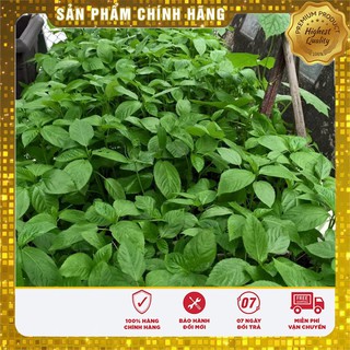 Hạt giống rau đay xanh F1 -20 gr