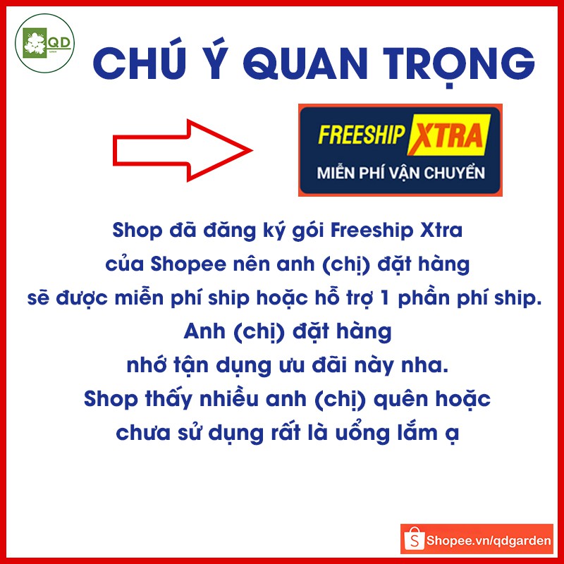 Cây táo đỏ lùn nhập giống Mỹ (cây con giống F1) dễ trồng nhanh thu hoạch siêu quả năng suất cao 1 năm 2 vụ - QD37