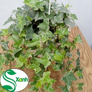 Cây Thường Xuân Cẩm Thạch - Trang Trí Nhà Cửa - Thanh Lọc Không Khí