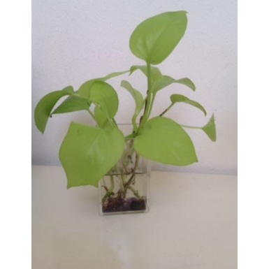 2 cây trầu bà vàng(trồng đất hoặc để thủy sinh)