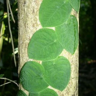 địa lan bám đá bám tường