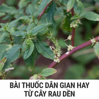 cây dền gai
