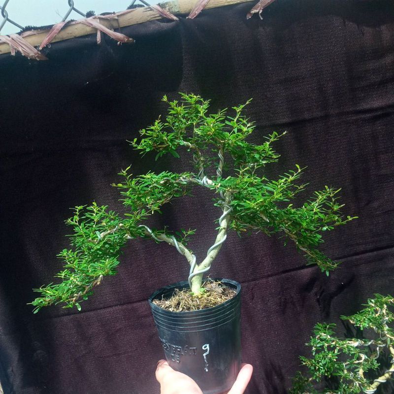 Linh sam 86 mini