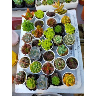 Sen đá nhỏ ngẫu nhiên Mua 5 cây Tặng 1 cây