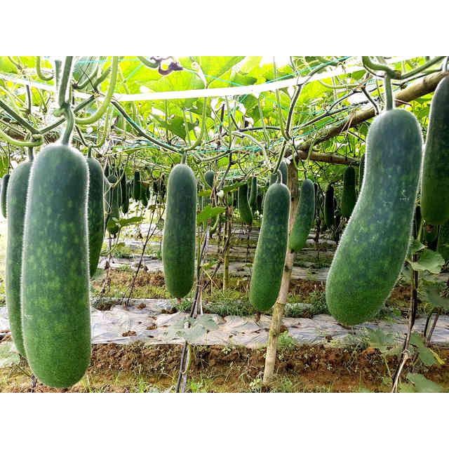 1 kg bí đao sấy khô Hàng mới đã sao vàng hạ thổ - giúp giảm cân đẹp da