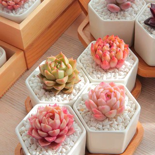 Set chậu sứ trắng để bàn [Tặng kèm khay gỗ]