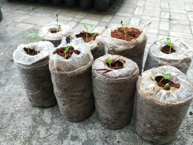 Viên xơ dừa nén ươm keiki, hạt giống combo 10 viên