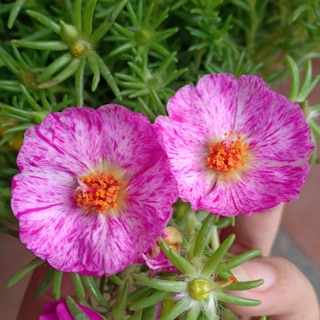 Mười giờ mỹ kép