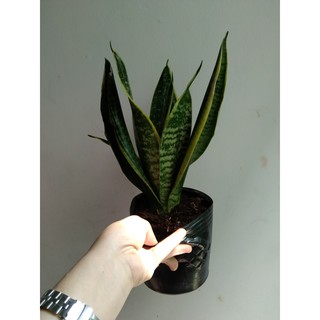 Lưỡi hổ Thái chậu nhỏ