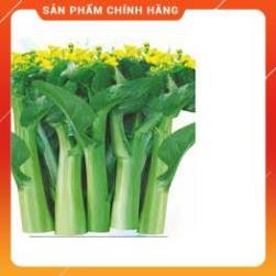 HẠT GIỐNG CẢI NGỒNG XANH THÂN MẬP