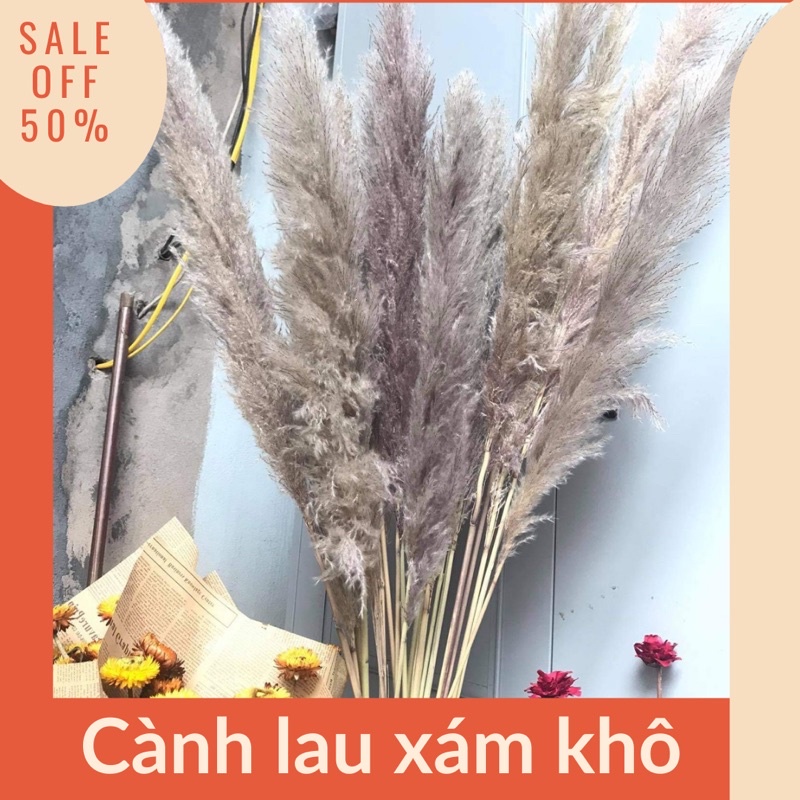 Cành Lau xám khô decor 💥HÀNG Trung 💥 lau xám xù tự nhiên trang trí nhà cửa siêu đẹp