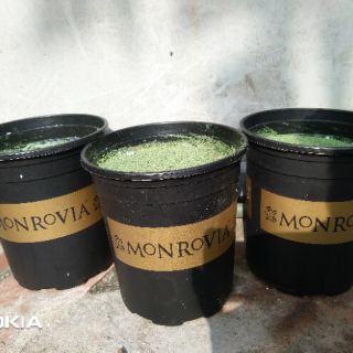 Cây chuối giả cảnh cao 1 met( kèm chậu)