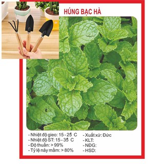 Hạt Giống Húng Bạc Hà TẶNG BỘ LÀM VƯƠN MINI
