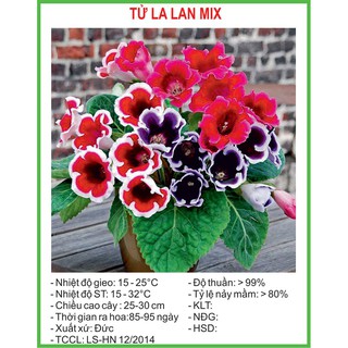 Hạt Giống Hoa Tử la lan Mix 5 Hạt/ Gói
