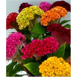 Hạt giống hoa Mào gà búa