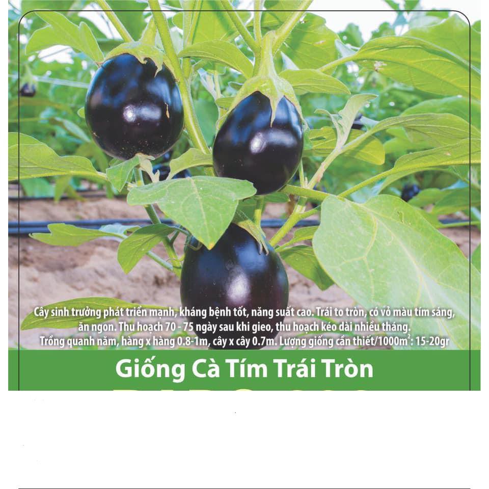 Hạt Giống Cà Tím Trái Tròn 0.5gr