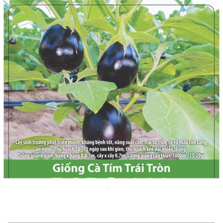 Hạt giống cà tím trái tròn 0.5gr