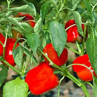 Hạt giống Ớt Chuông Ngọt Lùn