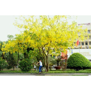 cây muồng hoàng yến vàng-hoa osaka vàng, bầu cây giống