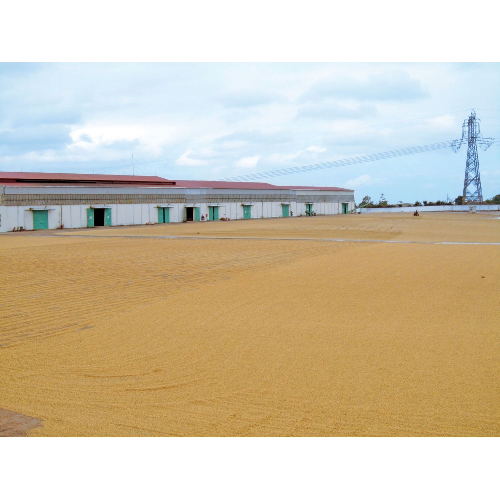 Cà phê nguyên chất Robusta AMA rang mộc,  cafe bột pha phin ngon chuẩn UTZ V'Ori | BigBuy360 - bigbuy360.vn