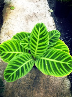 Đuôi công Zebrina (Calathea Zebrina)