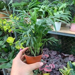 Cây cau tiểu trâm