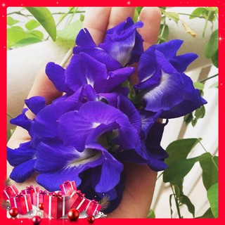 Hạt Giống Hoa Đậu Biếc Cánh Kép