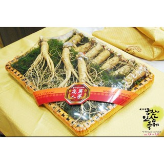 Nhân sâm tươi 165.000/1 củ size sâm 12 củ/kg Hàn Quốc (Hình thật) NSHQ-003