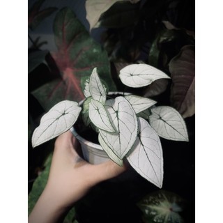 Môn Trắng Caladium White Mini