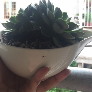 Chậu gốm sứ Nhật mini