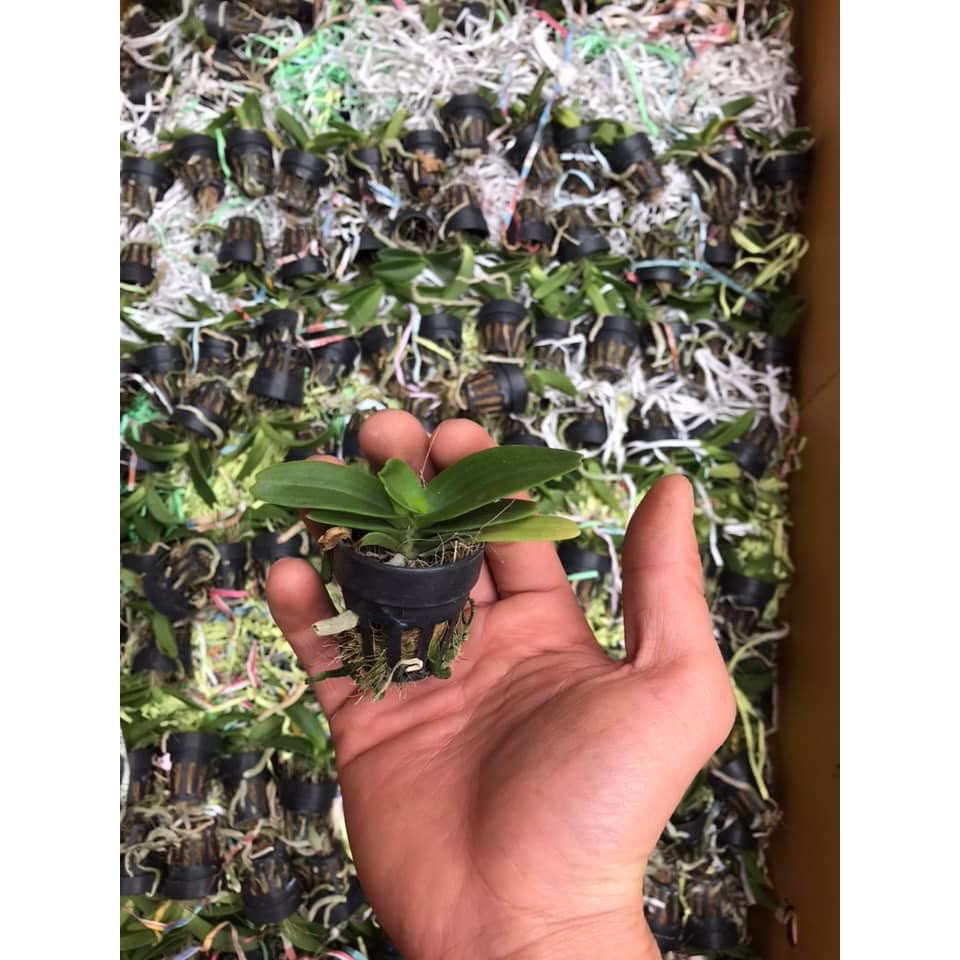 ĐAI CHÂU HỒNG CÁNH SEN CÂY GIỐNG