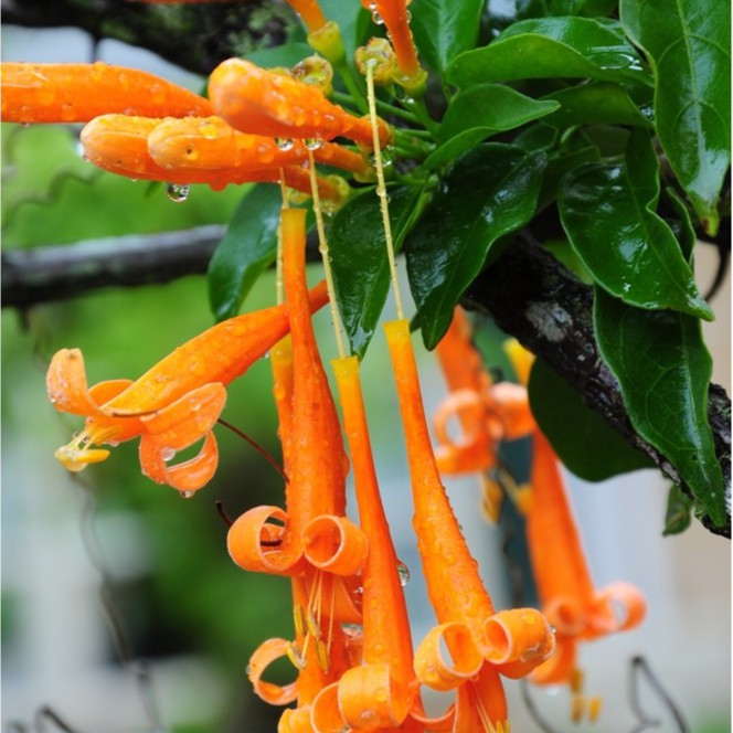 Cây giống hoa rạng đông( Chùm ớt), Combo 2 sản phẩm kích thước ( 25-40cm), có bầu rễ khỏe mạnh, dây leo giàn đẹp