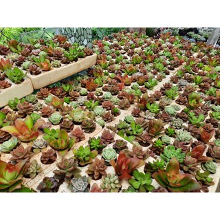 42cây sen vĩ nhiều loại (kích thước 3-4cm)