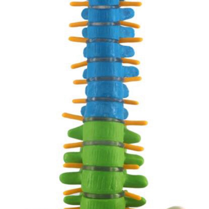 Mô hình cột sống cơ thể người dài 45 cm hỗ trợ giải phẫu