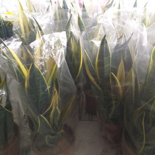 Cây 🌲 Lưỡi hổ Hoàng kim( giống mới)