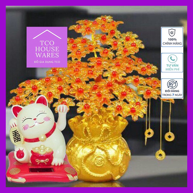 Cây Mai Trang Trí, Cây Kim Tiền Tài Lộc Để Bàn Trang Trí Cho Tết 2021, Mẫu Hót Cho Tết 2021