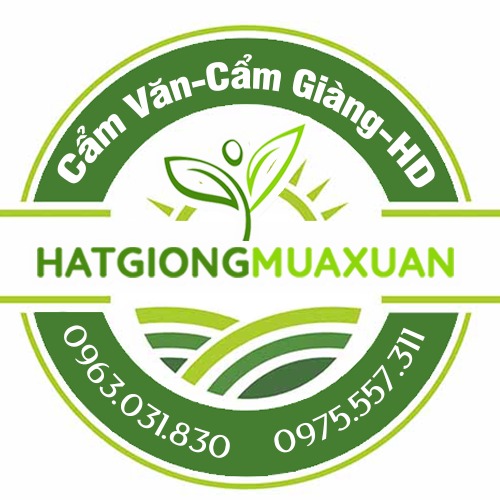 hatgiongmuaxuan