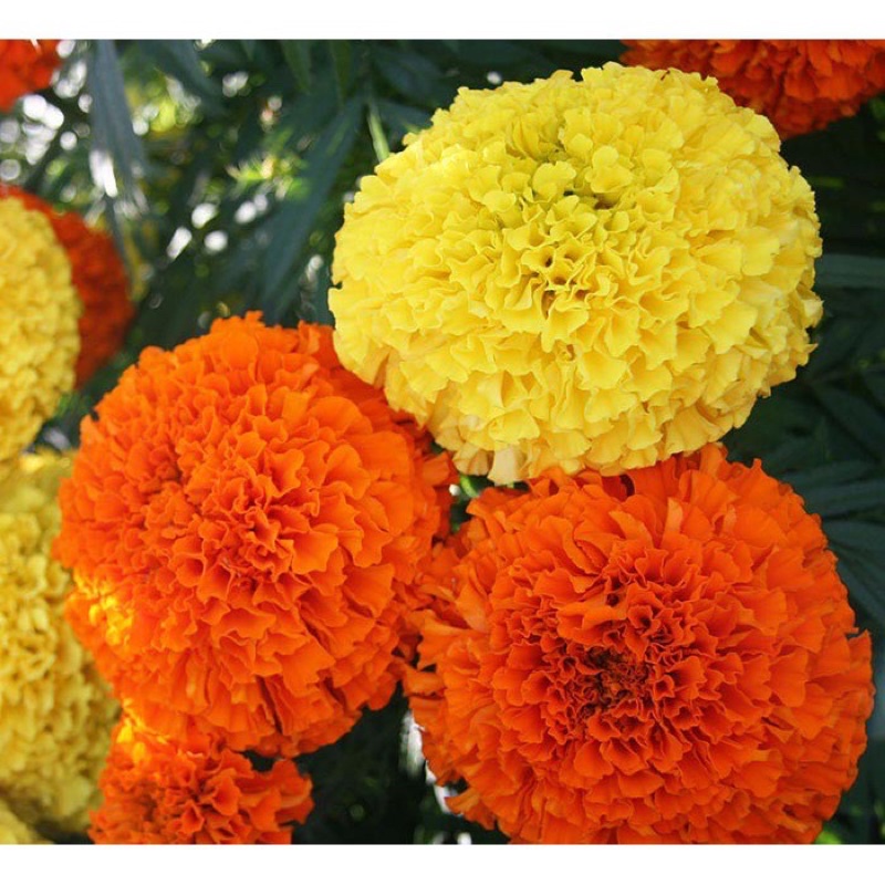 Hạt giống cúc vạn thọ vàng, cam, sọc, Pháp siêu hoa F1