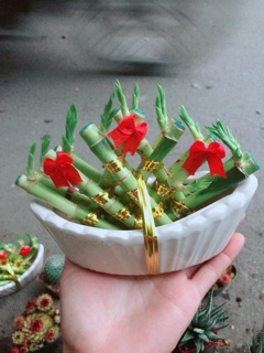 Chậu Trúc Phát Tài