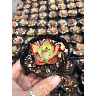 Sen đá Đế Vương 4cm