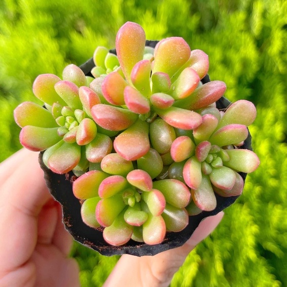 Sen đá sedum cam 5-7cm - Vườn sen đá