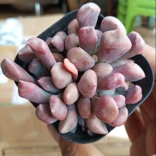Sen đá cúc tím Echeveria Cupid