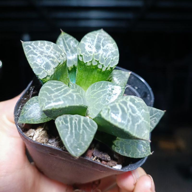 (Sale 60%) Sen đá Kim cương-Haworthia Comptoniana Suishou