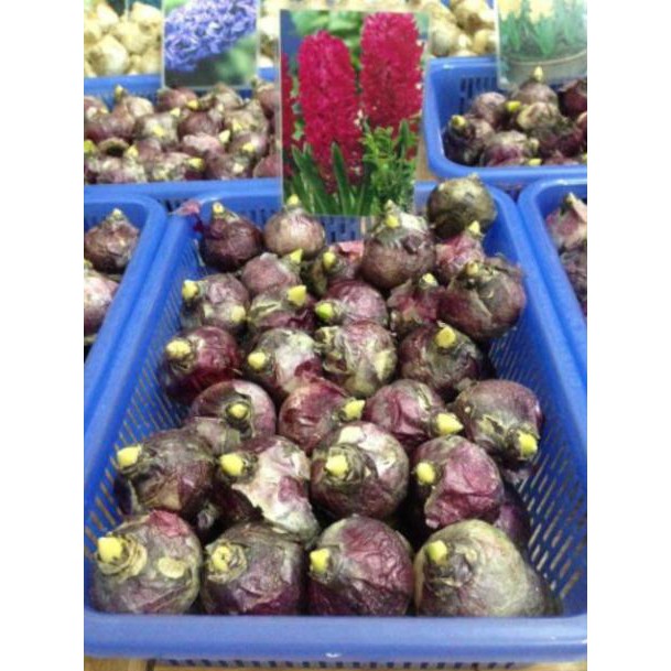Củ Hoa Tiên Ông 7 màu Trồng Tết