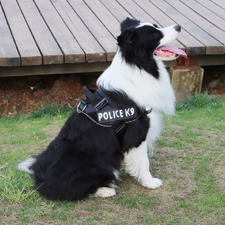 Đai lưng Police K9 cho chó