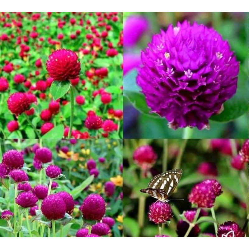 100 hạt giống hoa cúc bách nhật tím đậm ❤️Siêu Xinh❤️ nảy mầm cực đỉnh