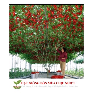 Cà Chua Bạch Tuộc ( Cà chua leo giàn) 10 hạt