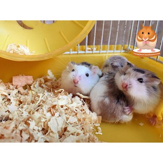 Mùn cưa Thơm cho Hamster (500gr)