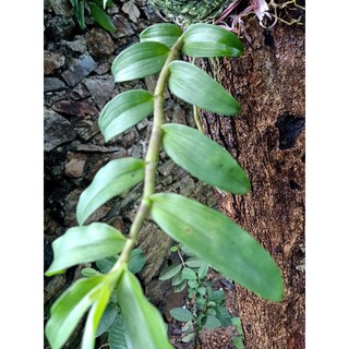 hoa lan phi điệp rừng